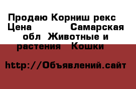  Продаю Корниш рекс › Цена ­ 8 000 - Самарская обл. Животные и растения » Кошки   